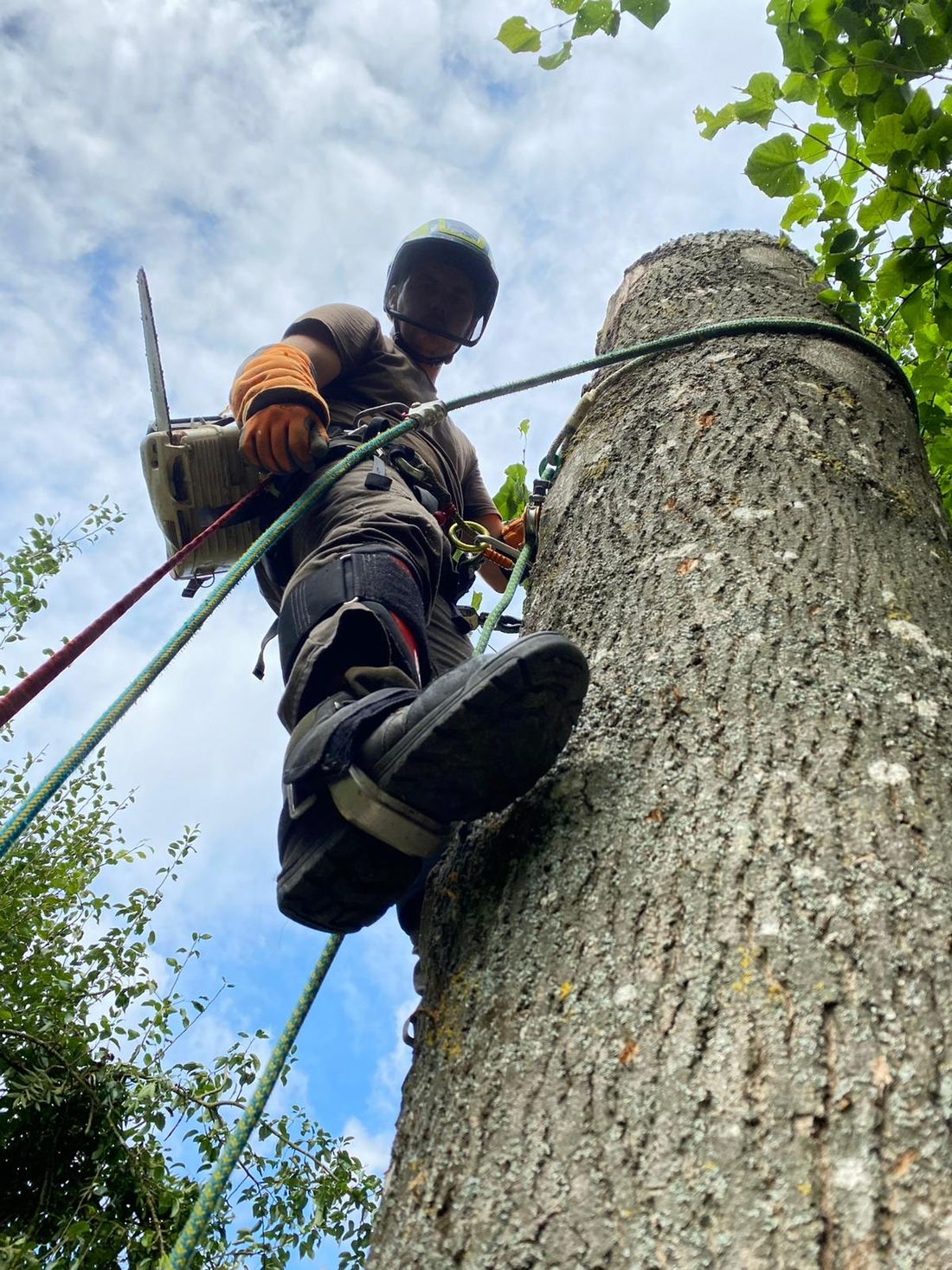 Démontage d'arbre en sécurité