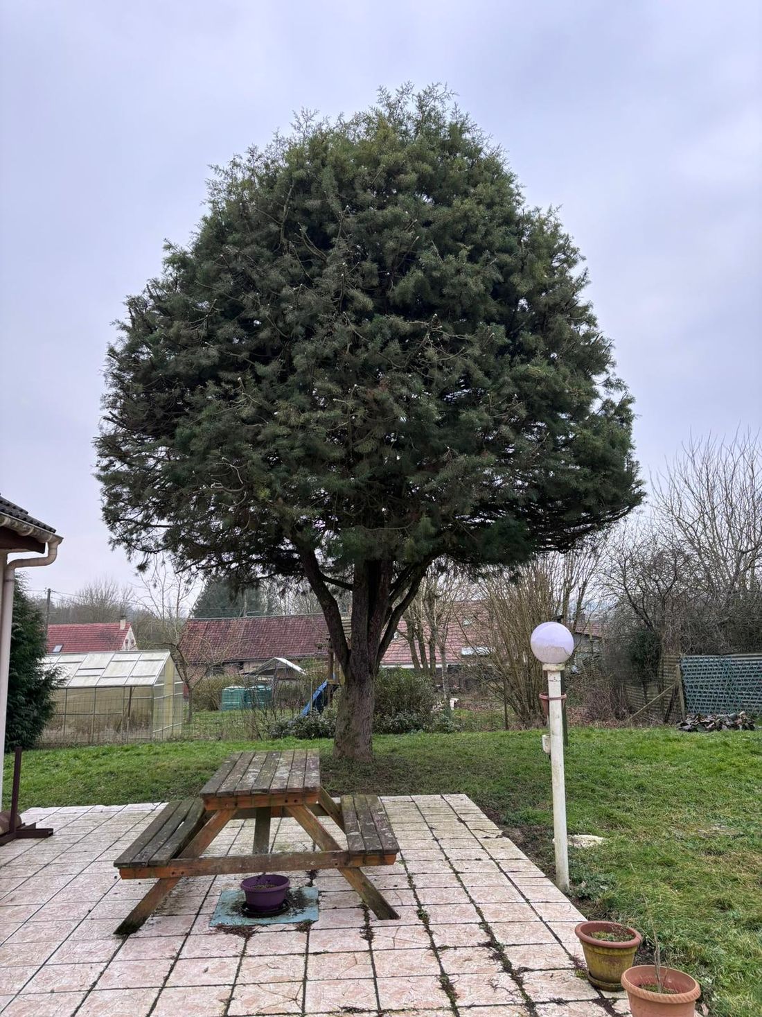 Taille ornementale d'un arbre