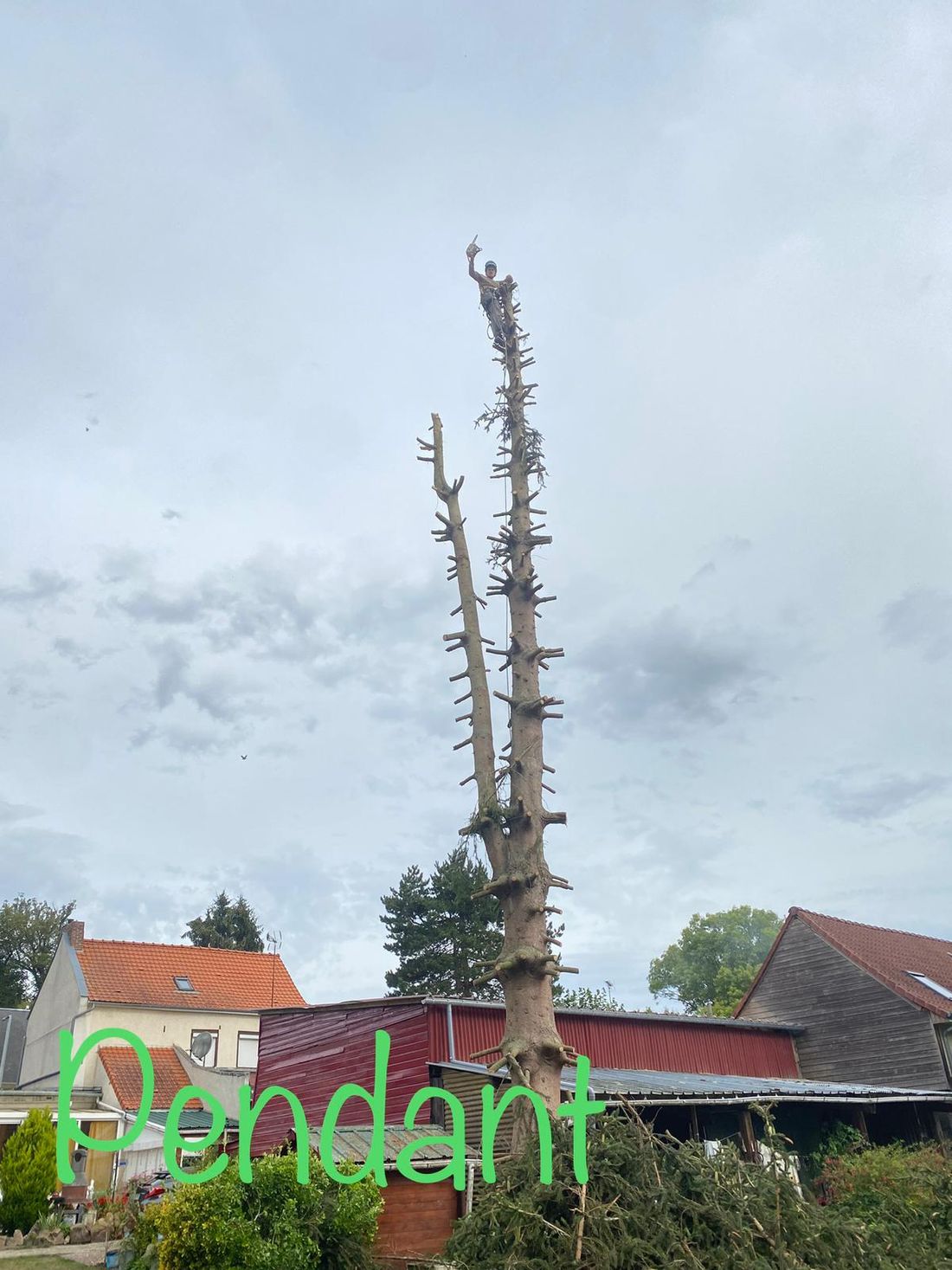 Réduction avant abattage